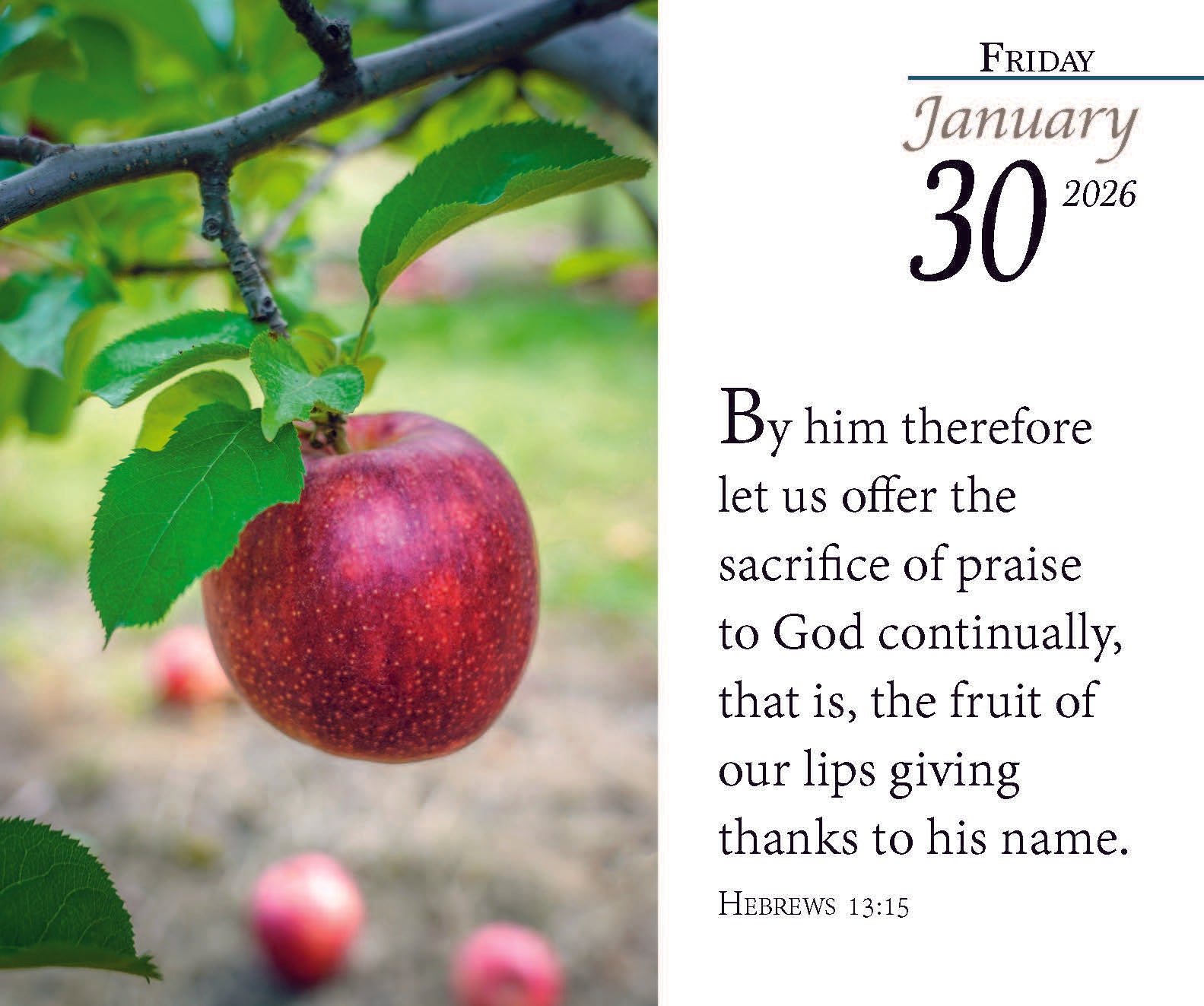 2026 Verse for the Day Bible Calendar - 2026 Verse for the Day Bible Calendar - Default Title - Salt and Honey